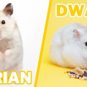 🐹 hamster lùn – dwarf hamster
