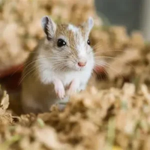 chuột nhảy (gerbil)
