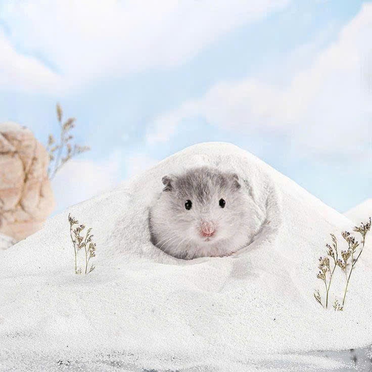 cát tắm + vệ sinh