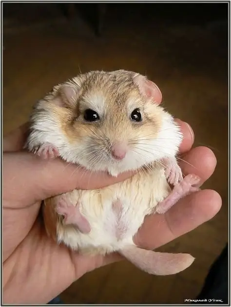 chuột nhảy (gerbil)