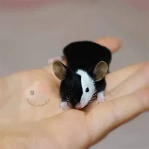 chuột fancy mice