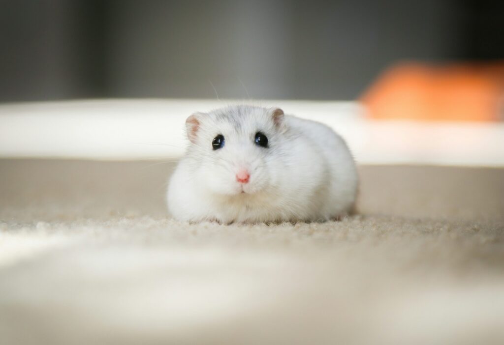 hamster laying down on the counter scaled