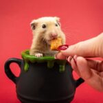 hamster, rodent, beautiful wallpaper, animal, wildlife, nature, cute animal, pet, adorable, background, close up, copy space, cute
